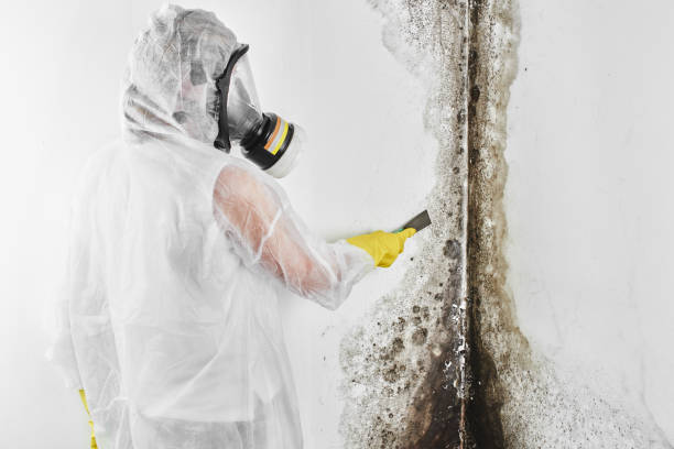 Best Attic Mold Remediation in Fort Stewart, GA