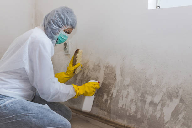 Best DIY Mold Remediation Support Services in Fort Stewart, GA