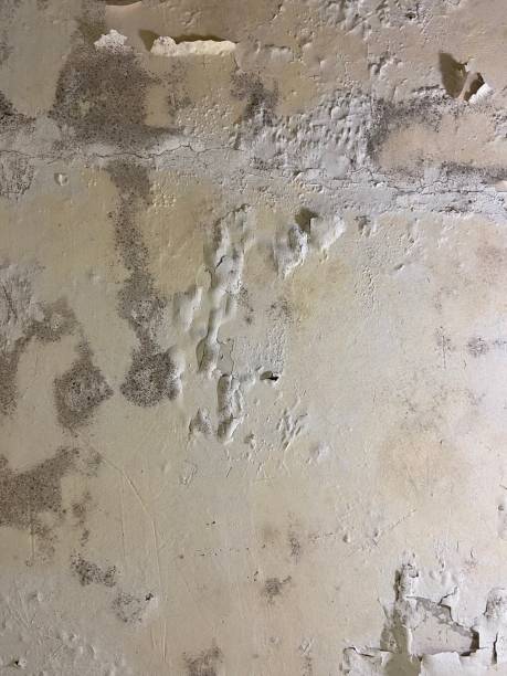 Best DIY Mold Remediation Support Services in Fort Stewart, GA