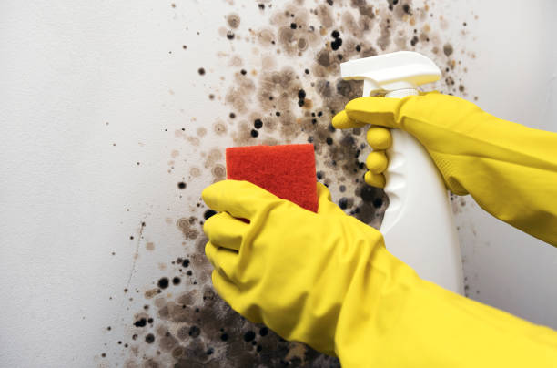 Best Black Mold Remediation in Fort Stewart, GA