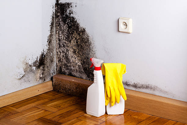 Best Mold Testing and Inspection Services in Fort Stewart, GA